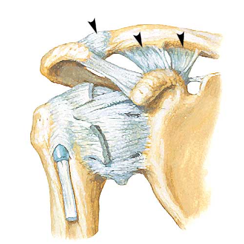 ac joint shoulder